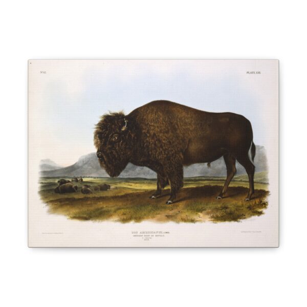 Bos Americanus, American Bison or Buffalo, plate 56 - John James Audubon (1845) - Natural History Canvas Print