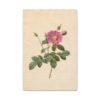 5603952491537394069_2048.jpeg Cabbage Rose (Rosa Centifolia Simplex) - Pierre-Joseph Redouté (c. 1817-24) - Botanical Canvas Print