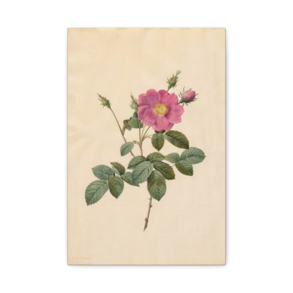 5603952491537394069_2048.jpeg Cabbage Rose (Rosa Centifolia Simplex) - Pierre-Joseph Redouté (c. 1817-24) - Botanical Canvas Print