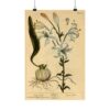White Lilly (Lilium album), A Curious Herbal - Elizabeth Blackwell (1737) - Botanical Poster Print
