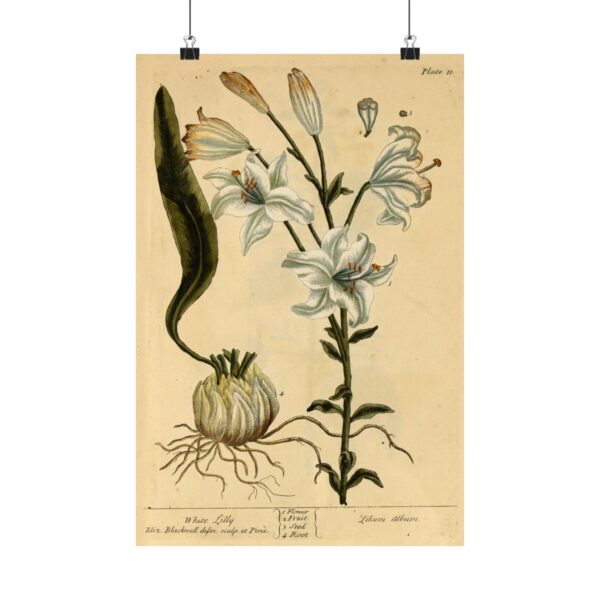 White Lilly (Lilium album), A Curious Herbal - Elizabeth Blackwell (1737) - Botanical Poster Print