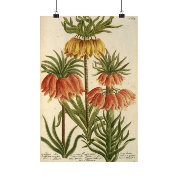 5775834099493782856_2048.jpeg Phytanthoza iconographia, Vol. 3, plate 662 - Johann Wilhelm Weinmann (1742) - Botanical Poster Print