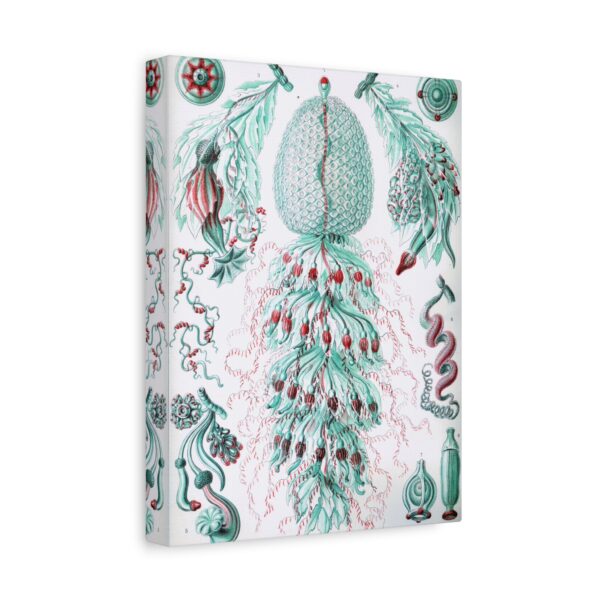 5829670629170235762_2048.jpeg Siphonophorae, Kunstformen der Natur, plate 59 - Ernst Haeckel (1904) - Natural History Canvas Print