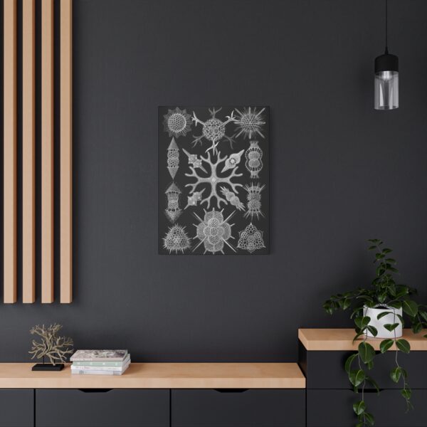 5837165473589952714_2048.jpeg Spumellaria, Kunstformen der Natur, plate 91 - Ernst Haeckel (1904) - Natural History Canvas Print