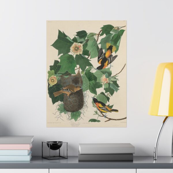Baltimore Oriole, Birds of America - John James Audubon (1827) - Natural History Poster Print