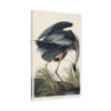 6011900711635228849_2048.jpeg Great Blue Heron, Birds of America - John James Audubon (1834) - Natural History Canvas Print