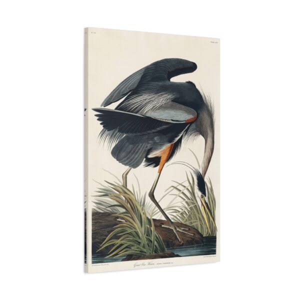 6011900711635228849_2048.jpeg Great Blue Heron, Birds of America - John James Audubon (1834) - Natural History Canvas Print