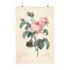 Rosa Centifolia (Rosier à cent feuilles) - Pierre-Joseph Redouté (c. 1817-24) - Botanical Poster Print