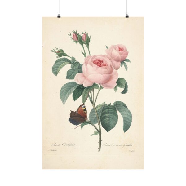 Rosa Centifolia (Rosier à cent feuilles) - Pierre-Joseph Redouté (c. 1817-24) - Botanical Poster Print
