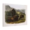 Bos Americanus, American Bison or Buffalo, plate 57 - John James Audubon (1845) - Natural History Canvas Print