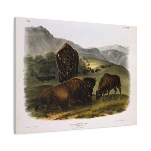 Bos Americanus, American Bison or Buffalo, plate 57 - John James Audubon (1845) - Natural History Canvas Print
