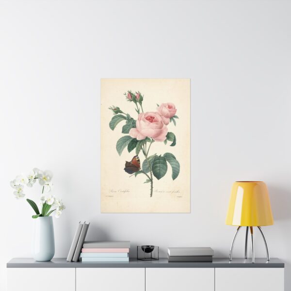 Rosa Centifolia (Rosier à cent feuilles) - Pierre-Joseph Redouté (c. 1817-24) - Botanical Poster Print
