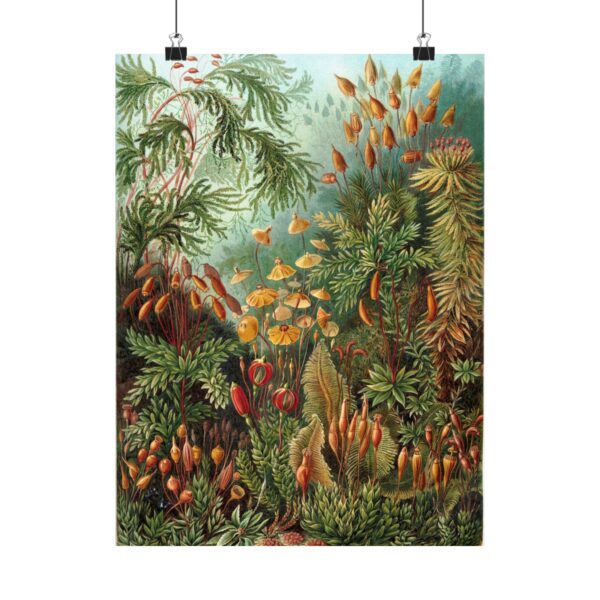 6852868237412708003_2048.jpeg Mosses (Muscinae), Kunstformen der Natur - Ernst Haeckel (1904) - Botanical Poster Print
