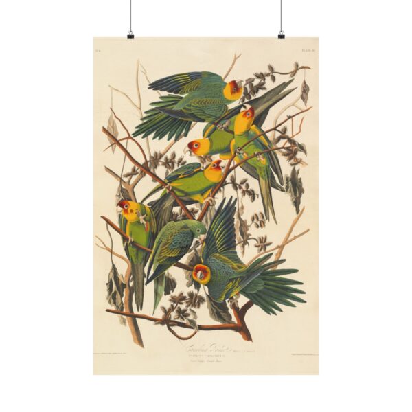6864401633391611228_2048.jpeg Carolina Parakeet, Birds of America - John James Audubon (1828) - Natural History Poster Print