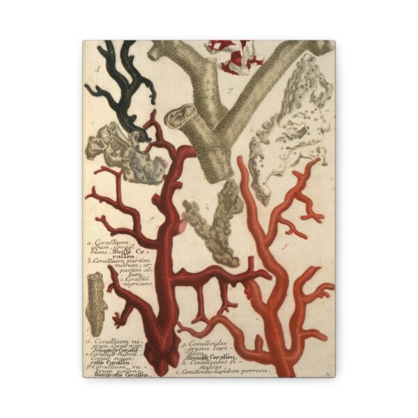 7388654272944801084_2048.jpeg Phytanthoza iconographia, Vol. 2, plate 426 - Johann Wilhelm Weinmann (1739) - Natural History Canvas Print