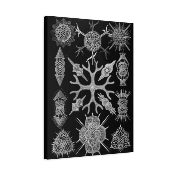 7466028153172255525_2048.jpeg Spumellaria, Kunstformen der Natur, plate 91 - Ernst Haeckel (1904) - Natural History Canvas Print