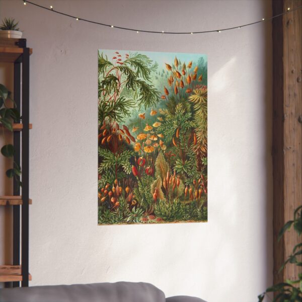 751425126702659497_2048.jpeg Mosses (Muscinae), Kunstformen der Natur - Ernst Haeckel (1904) - Botanical Poster Print