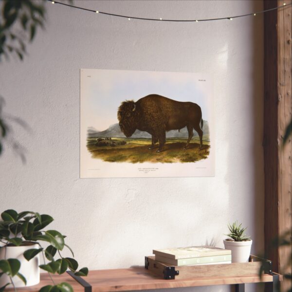 Bos Americanus, American Bison or Buffalo, plate 56 - John James Audubon (1845) - Natural History Poster Print