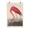 American Flamingo, Birds of America - John James Audubon (1838) - Natural History Poster Print