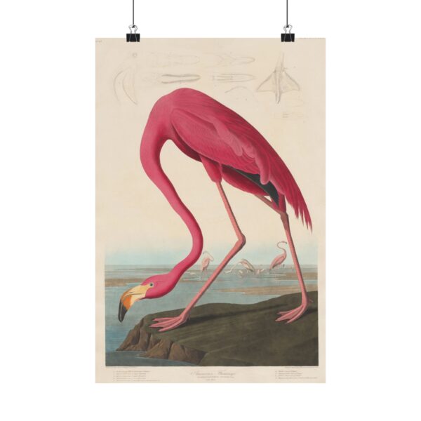 American Flamingo, Birds of America - John James Audubon (1838) - Natural History Poster Print