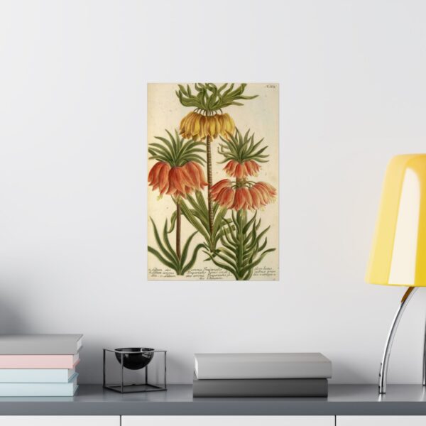 7916582808127177334_2048.jpeg Phytanthoza iconographia, Vol. 3, plate 662 - Johann Wilhelm Weinmann (1742) - Botanical Poster Print