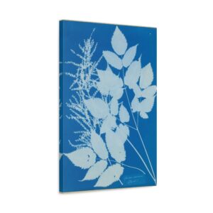 Spiraea aruncus (Tyrol) Cyanotype - Anna Atkins (c. 1851-54) - Botanical Canvas Print