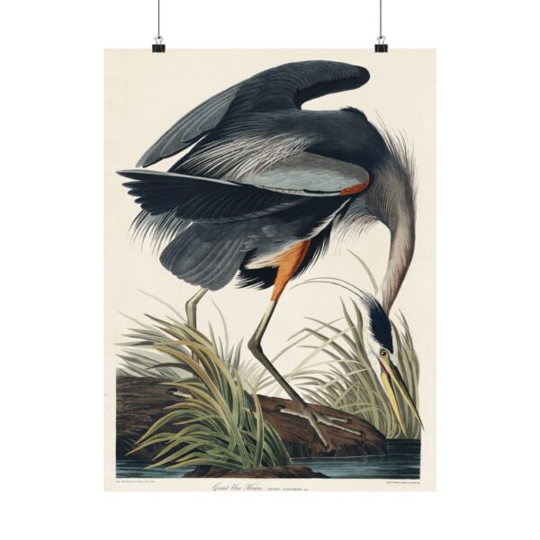 8076401214637890001_2048.jpeg Great Blue Heron, Birds of America - John James Audubon (1834) - Natural History Poster Print