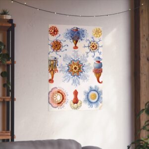 Siphonophorae, Kunstformen der Natur, plate 17 - Ernst Haeckel (1904) - Natural History Poster Print