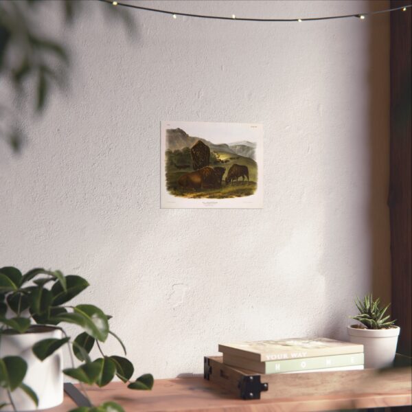 Bos Americanus, American Bison or Buffalo, plate 57 - John James Audubon (1845) - Natural History Poster Print