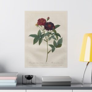 Rosa Gallica Purpurea Velutina Parva (Rosier de Van-Eeden) - Pierre-Joseph Redouté (c. 1817-24) - Botanical Poster Print