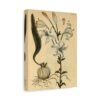 White Lilly (Lilium album), A Curious Herbal - Elizabeth Blackwell (1737) - Botanical Canvas Print