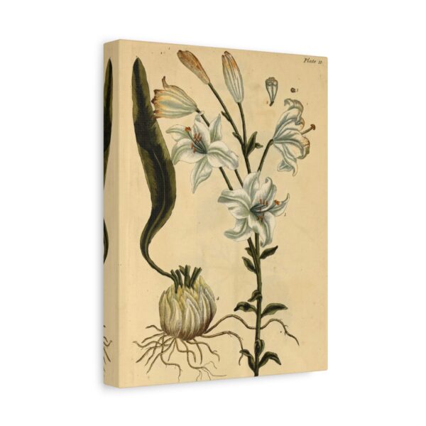 White Lilly (Lilium album), A Curious Herbal - Elizabeth Blackwell (1737) - Botanical Canvas Print