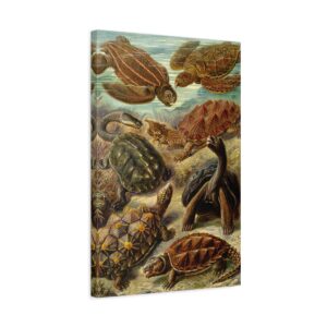Sea Turtles & Tortoises (Chelonia), Kunstformen der Natur - Ernst Haeckel (1904) - Natural History Canvas Print