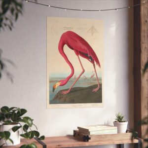 8617419894019813351_2048.jpeg American Flamingo, Birds of America - John James Audubon (1838) - Natural History Poster Print