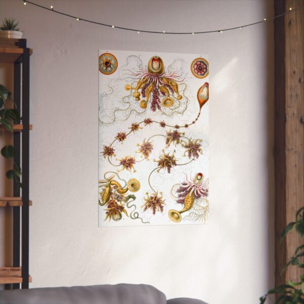 8773623815717525415_2048.jpeg Siphonophorae, Kunstformen der Natur, plate 7 - Ernst Haeckel (1904) - Natural History Poster Print