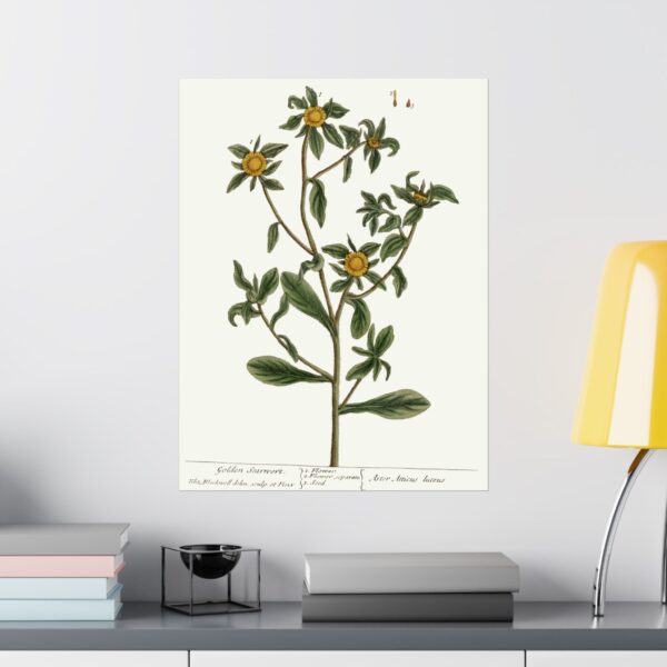 8830735936724125757_2048.jpeg Spiny Starwort (Pallenis spinosa), A Curious Herbal - Elizabeth Blackwell (1739) - Botanical Poster Print