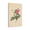 9198775795980119588_2048.jpeg Cabbage Rose (Rosa Centifolia Simplex) - Pierre-Joseph Redouté (c. 1817-24) - Botanical Canvas Print