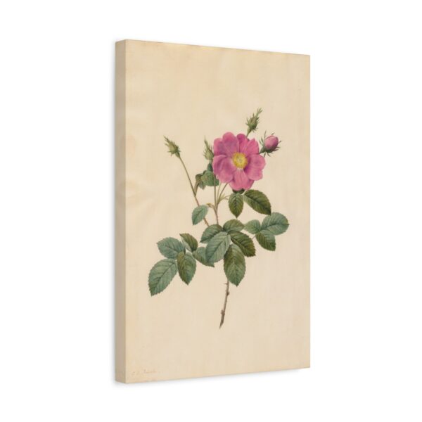 9198775795980119588_2048.jpeg Cabbage Rose (Rosa Centifolia Simplex) - Pierre-Joseph Redouté (c. 1817-24) - Botanical Canvas Print