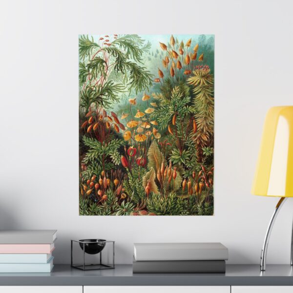 9203054170779564773_2048.jpeg Mosses (Muscinae), Kunstformen der Natur - Ernst Haeckel (1904) - Botanical Poster Print