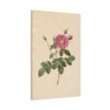 9231102492854361919_2048.jpeg Cabbage Rose (Rosa Centifolia Simplex) - Pierre-Joseph Redouté (c. 1817-24) - Botanical Canvas Print