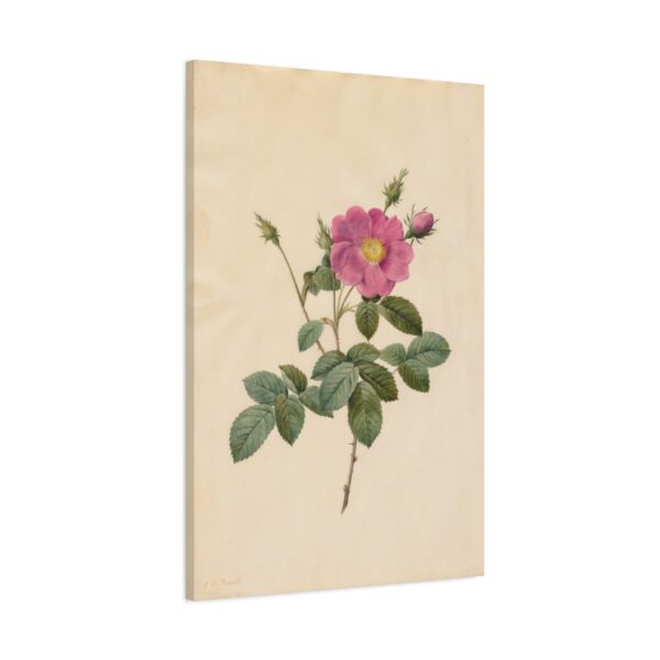 9231102492854361919_2048.jpeg Cabbage Rose (Rosa Centifolia Simplex) - Pierre-Joseph Redouté (c. 1817-24) - Botanical Canvas Print