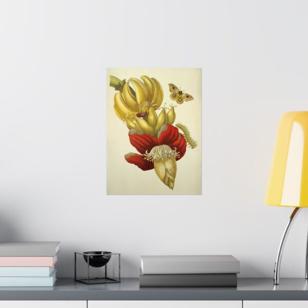 9265367817689009823_2048.jpeg Banana Flower and Fruit, Metamorphosis Insectorum Surinamensium - Maria Sibylla Merian (1705) - Botanical Poster Print