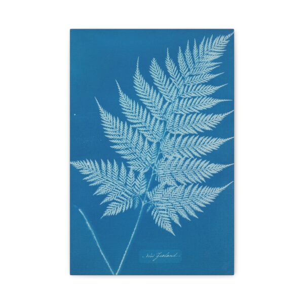 9316666080565766113_2048.jpeg New Zealand Cyanotype - Anna Atkins (c. 1853-54) - Botanical Canvas Print