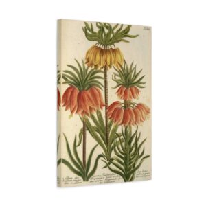 Phytanthoza iconographia, Vol. 3, plate 662 - Johann Wilhelm Weinmann (1742) - Botanical Canvas Print