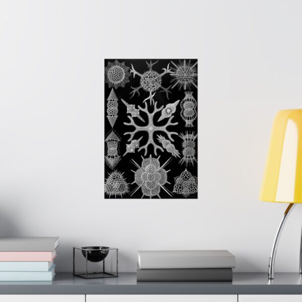 9396093363521466890_2048.jpeg Spumellaria, Kunstformen der Natur, plate 91 - Ernst Haeckel (1904) - Natural History Poster Print