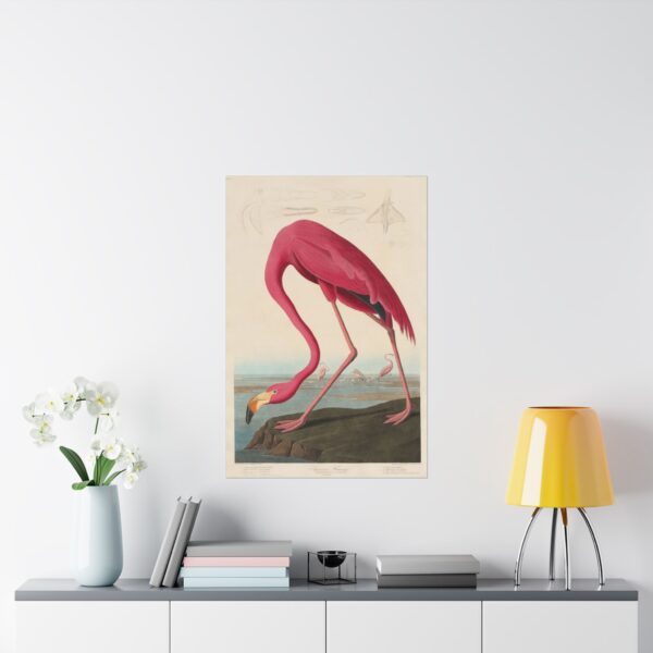 American Flamingo, Birds of America - John James Audubon (1838) - Natural History Poster Print