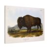 Bos Americanus, American Bison or Buffalo, plate 56 - John James Audubon (1845) - Natural History Canvas Print