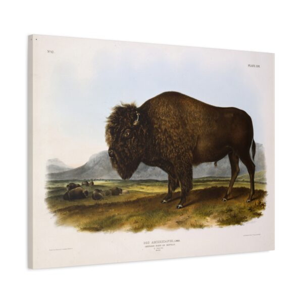 Bos Americanus, American Bison or Buffalo, plate 56 - John James Audubon (1845) - Natural History Canvas Print