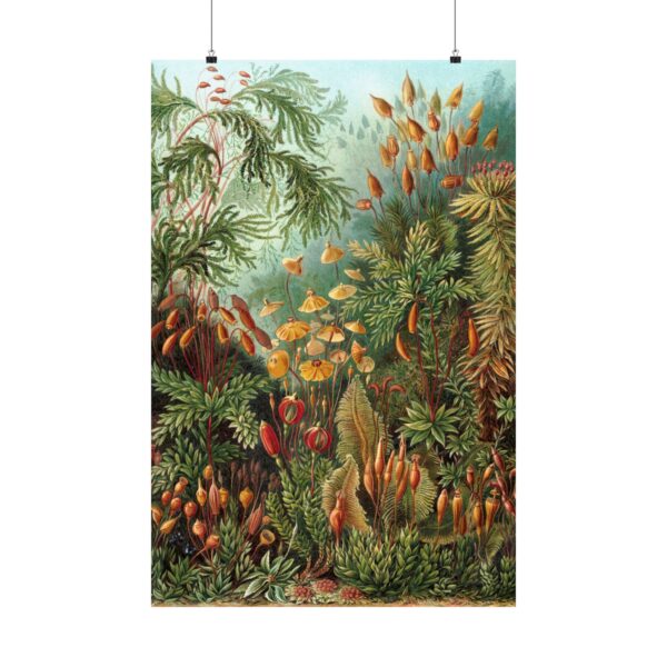 9599903394524703559_2048.jpeg Mosses (Muscinae), Kunstformen der Natur - Ernst Haeckel (1904) - Botanical Poster Print