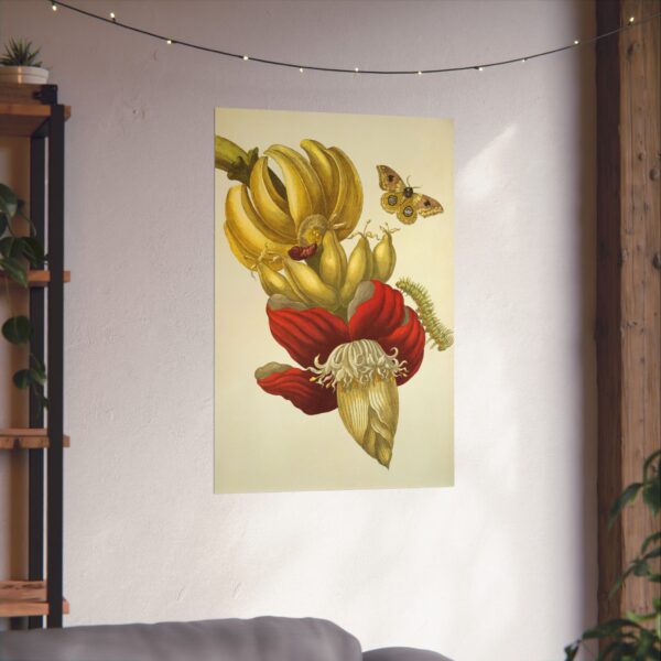 9626929974534320520_2048.jpeg Banana Flower and Fruit, Metamorphosis Insectorum Surinamensium - Maria Sibylla Merian (1705) - Botanical Poster Print